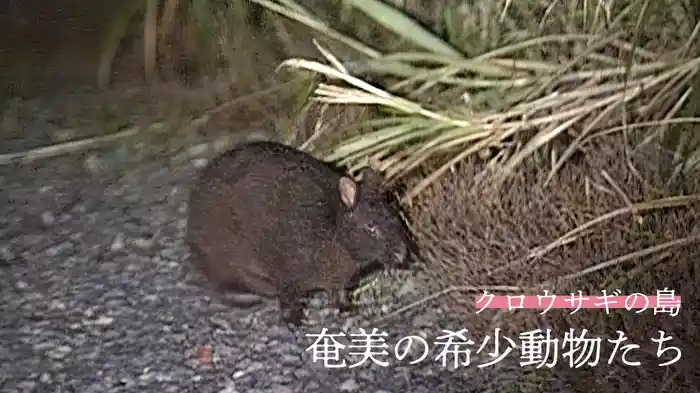 クロウサギの島　奄美の希少動物たち