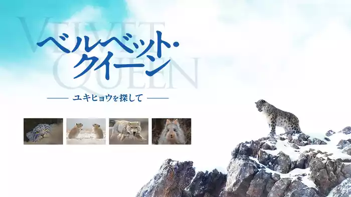 ベルベット・クイーン　ユキヒョウを探して