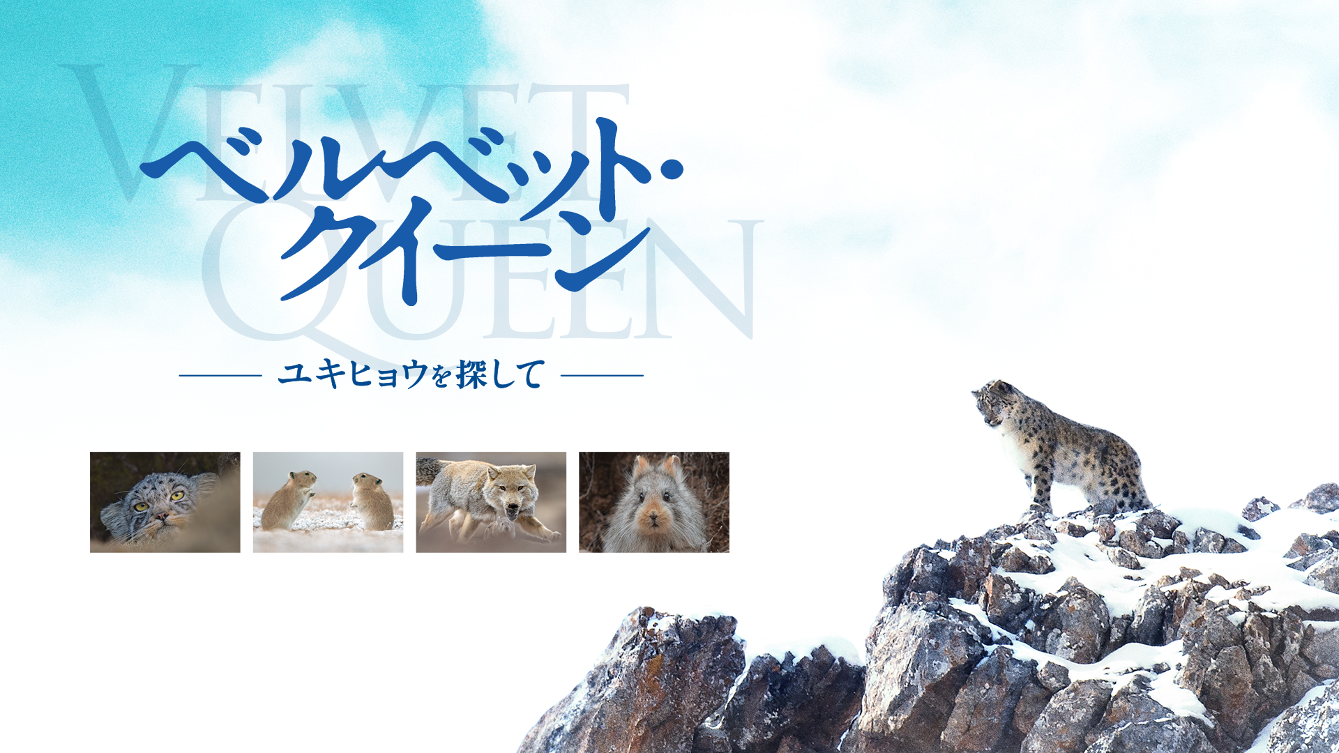 ベルベット・クイーン　ユキヒョウを探して - サムネイル