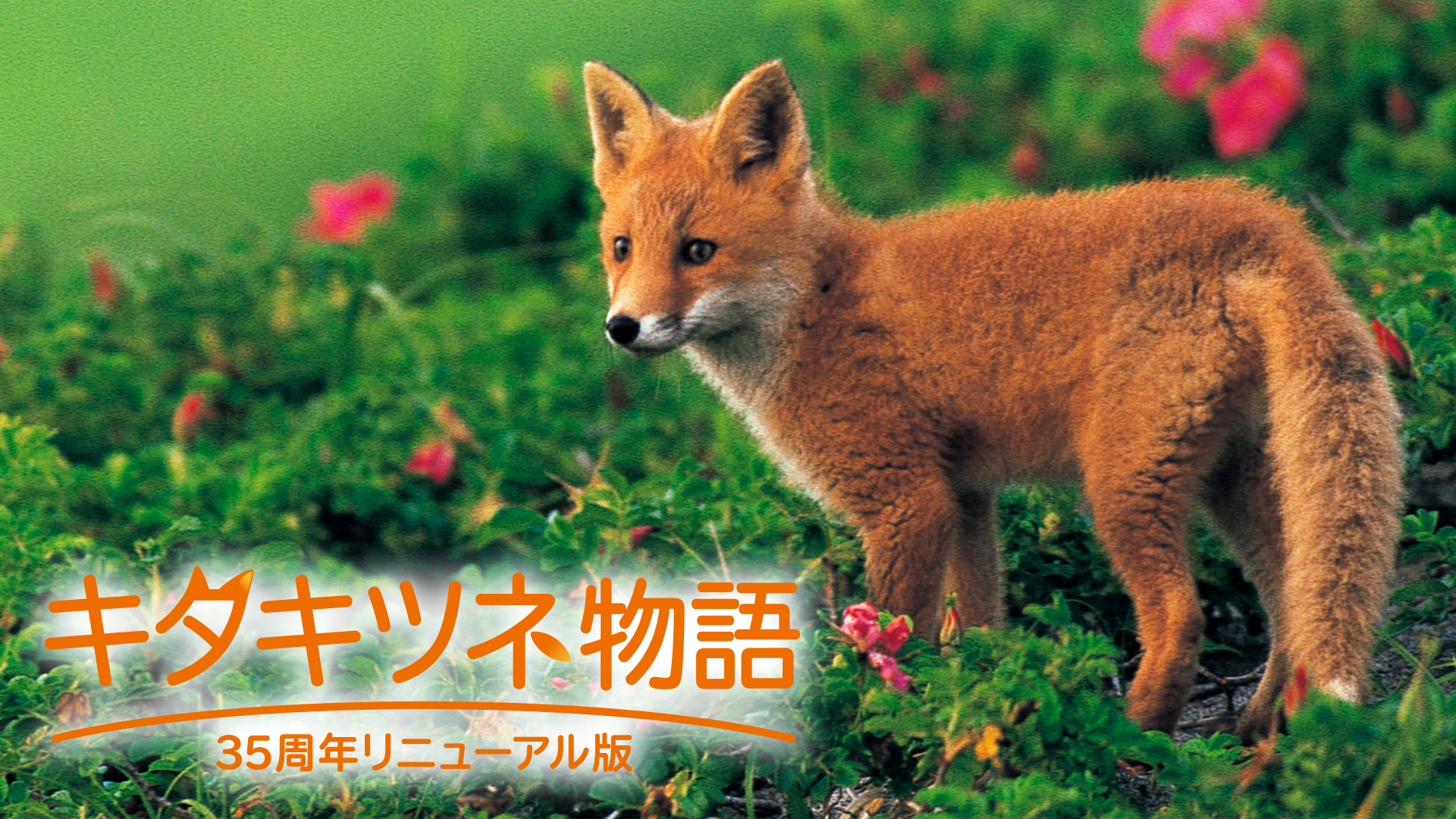 キタキツネ物語　―35周年リニューアル版― - サムネイル