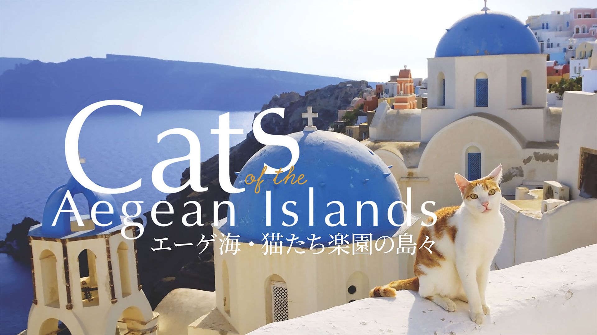 エーゲ海・猫たち楽園の島々 Cats of the Aegean Islands
