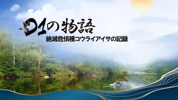 D1の物語 絶滅危惧種コウライアイサの記録