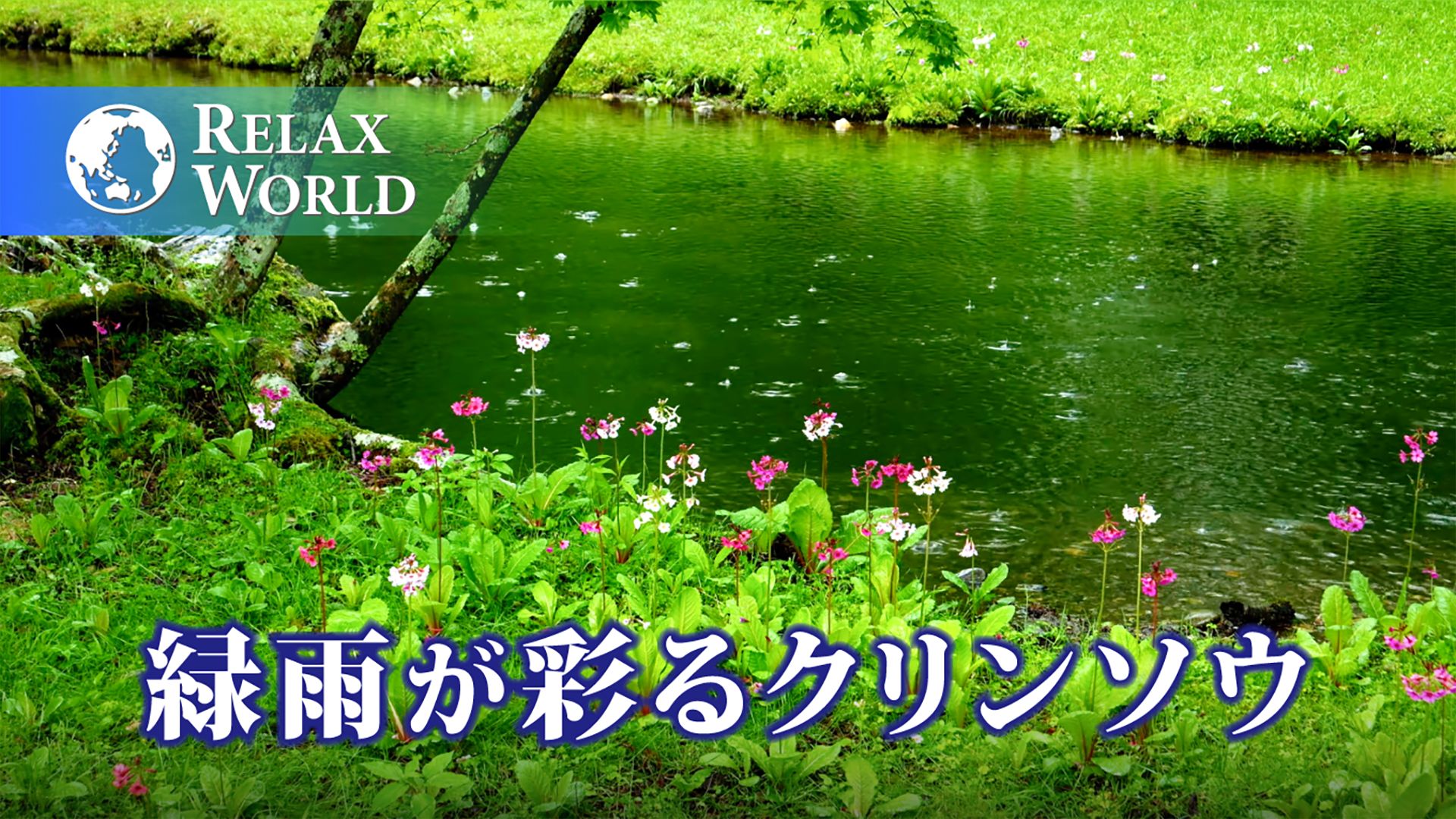 緑雨が彩るクリンソウ【RELAX WORLD】