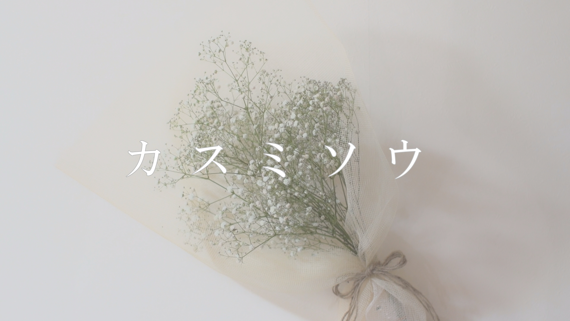 カスミソウ - サムネイル