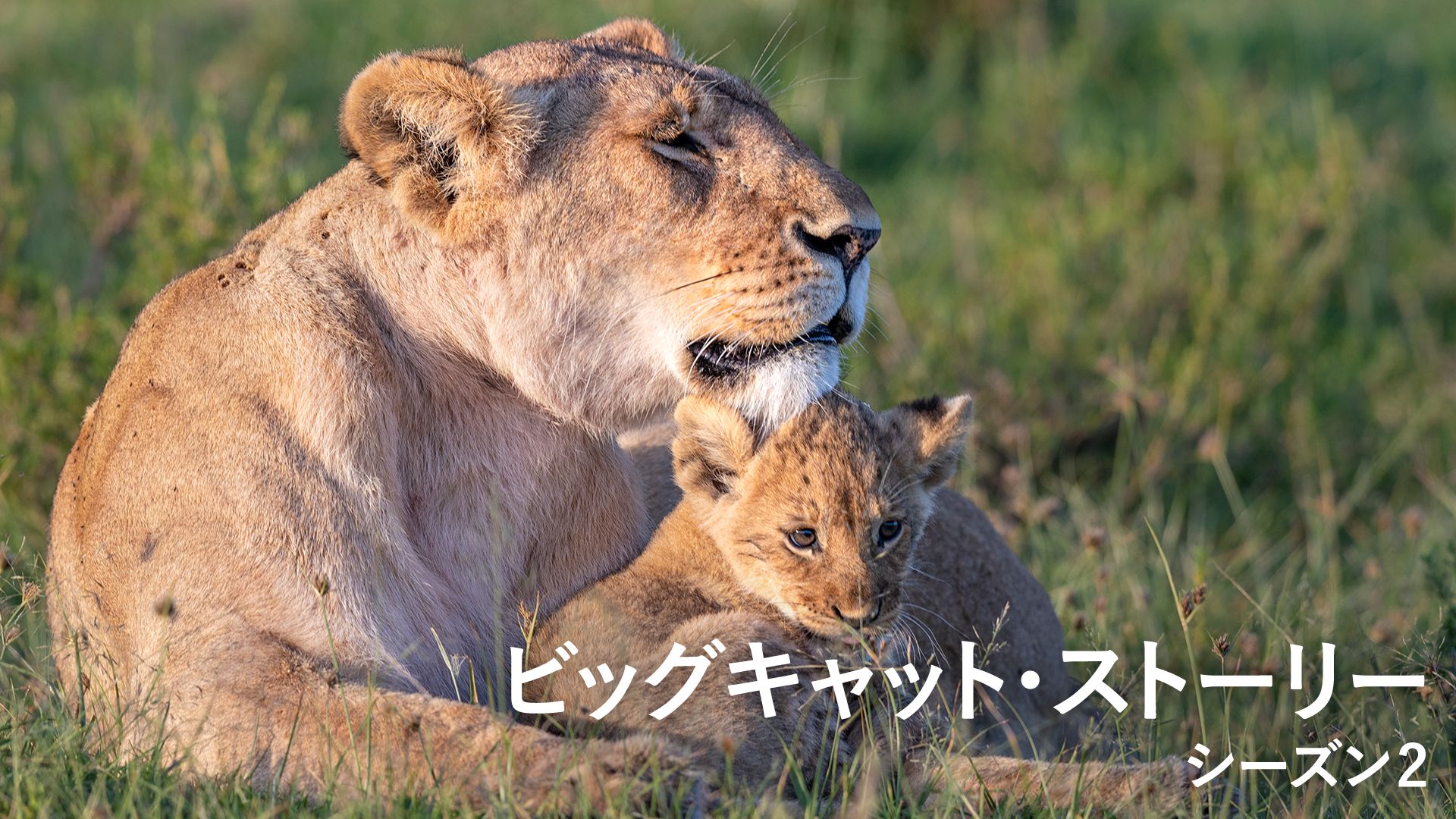 ビッグキャット・ストーリー シーズン2