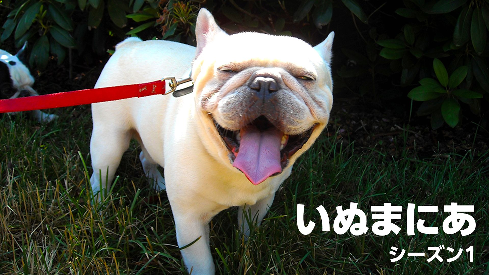 いぬまにあ シーズン1