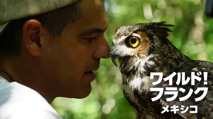 ワイルド！フランク メキシコ