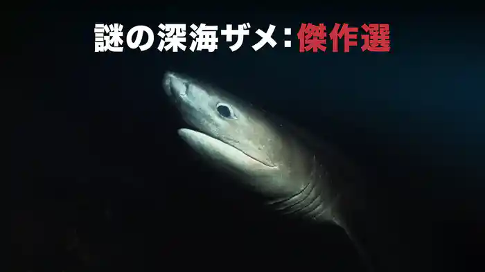 謎の深海ザメ：傑作選