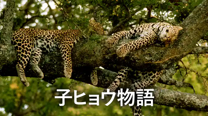 子ヒョウ物語