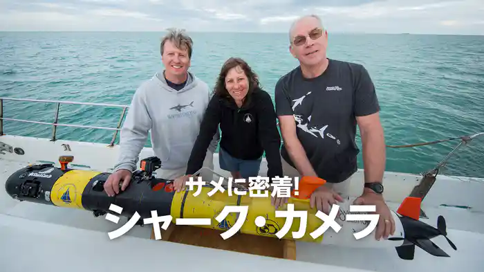 サメに密着！シャーク・カメラ