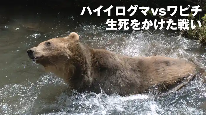 ハイイログマvsワピチ 生死をかけた戦い