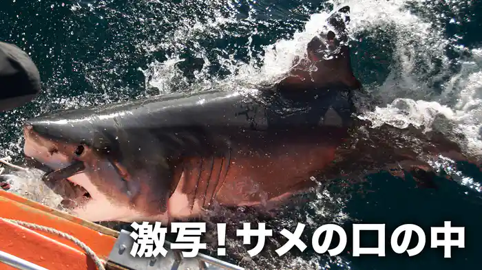 激写！サメの口の中