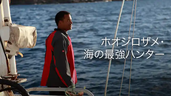 ホオジロザメ・海の最強ハンター