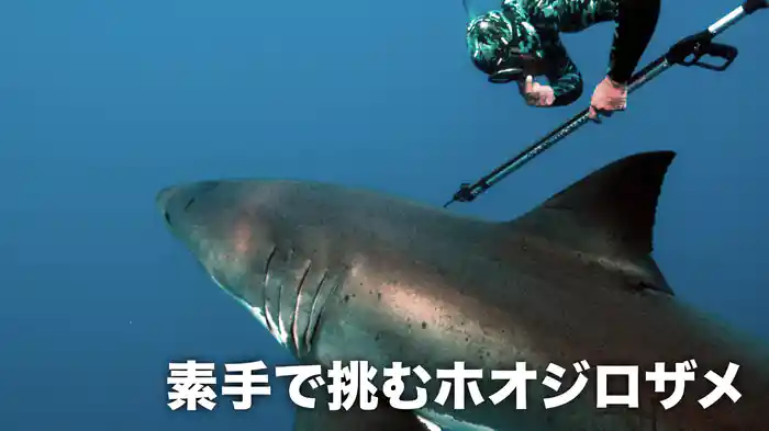素手で挑むホオジロザメ