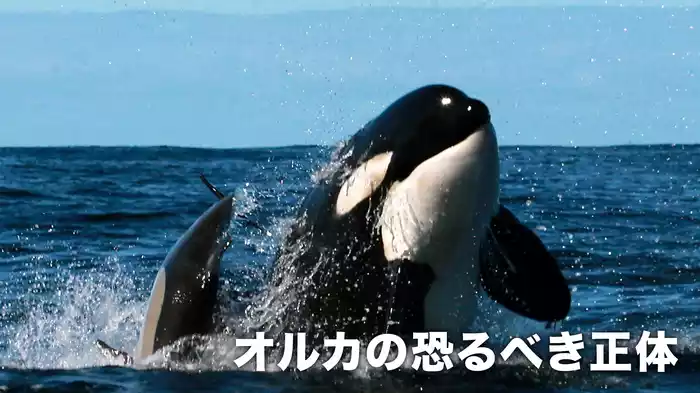 オルカの恐るべき正体