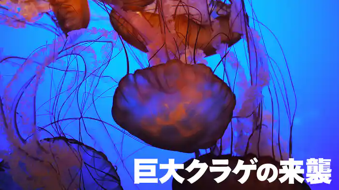 巨大クラゲの来襲