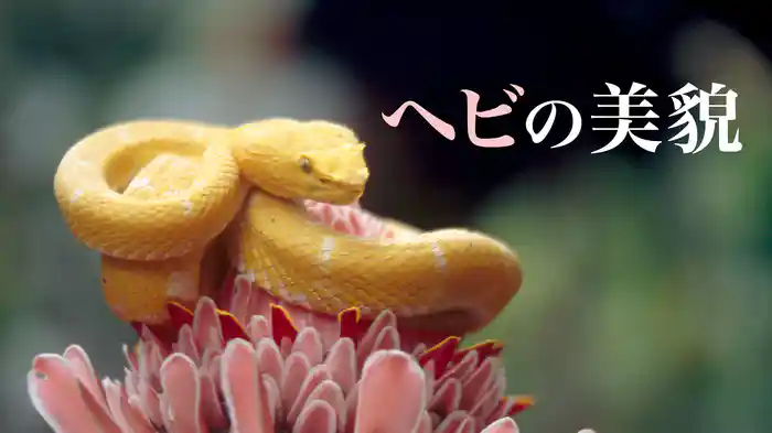 ヘビの美貌