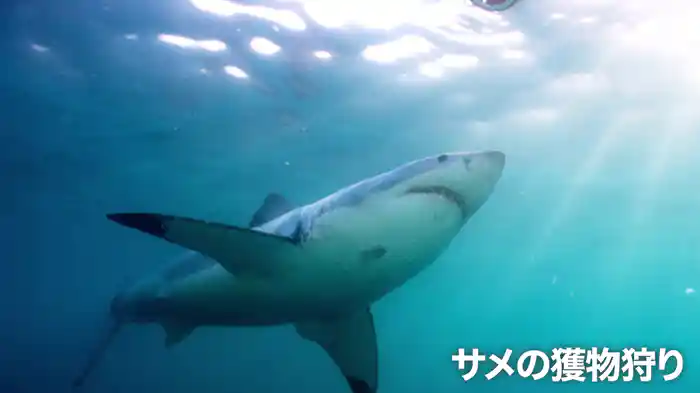 サメの獲物狩り
