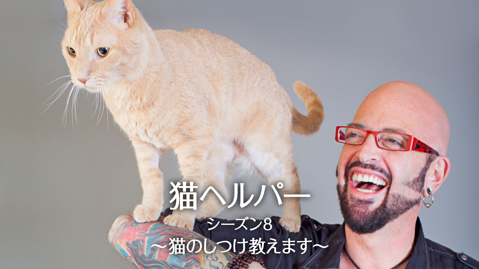 猫ヘルパー シーズン8~猫のしつけ教えます~