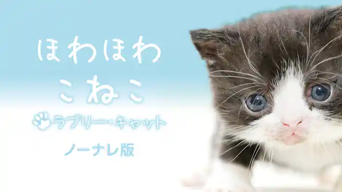 ほわほわこねこ ラブリー・キャット ノーナレ版