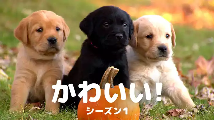 かわいい！ シーズン１
