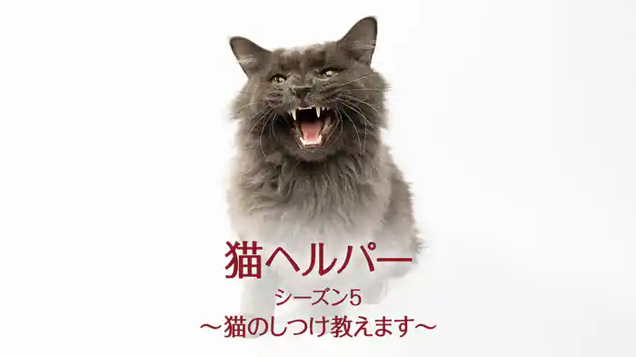 猫ヘルパー シーズン5～猫のしつけ教えます～