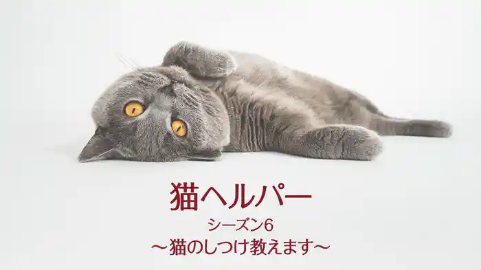 猫ヘルパー シーズン6～猫のしつけ教えます～