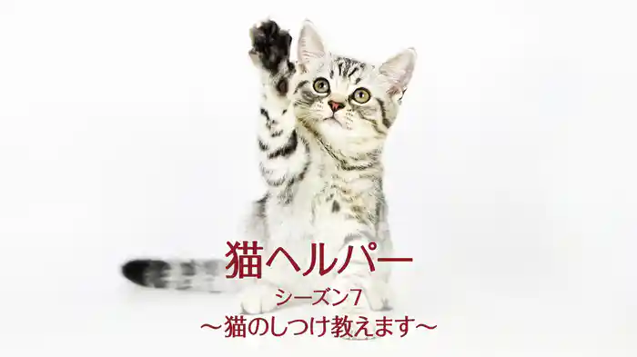 猫ヘルパー シーズン7～猫のしつけ教えます～