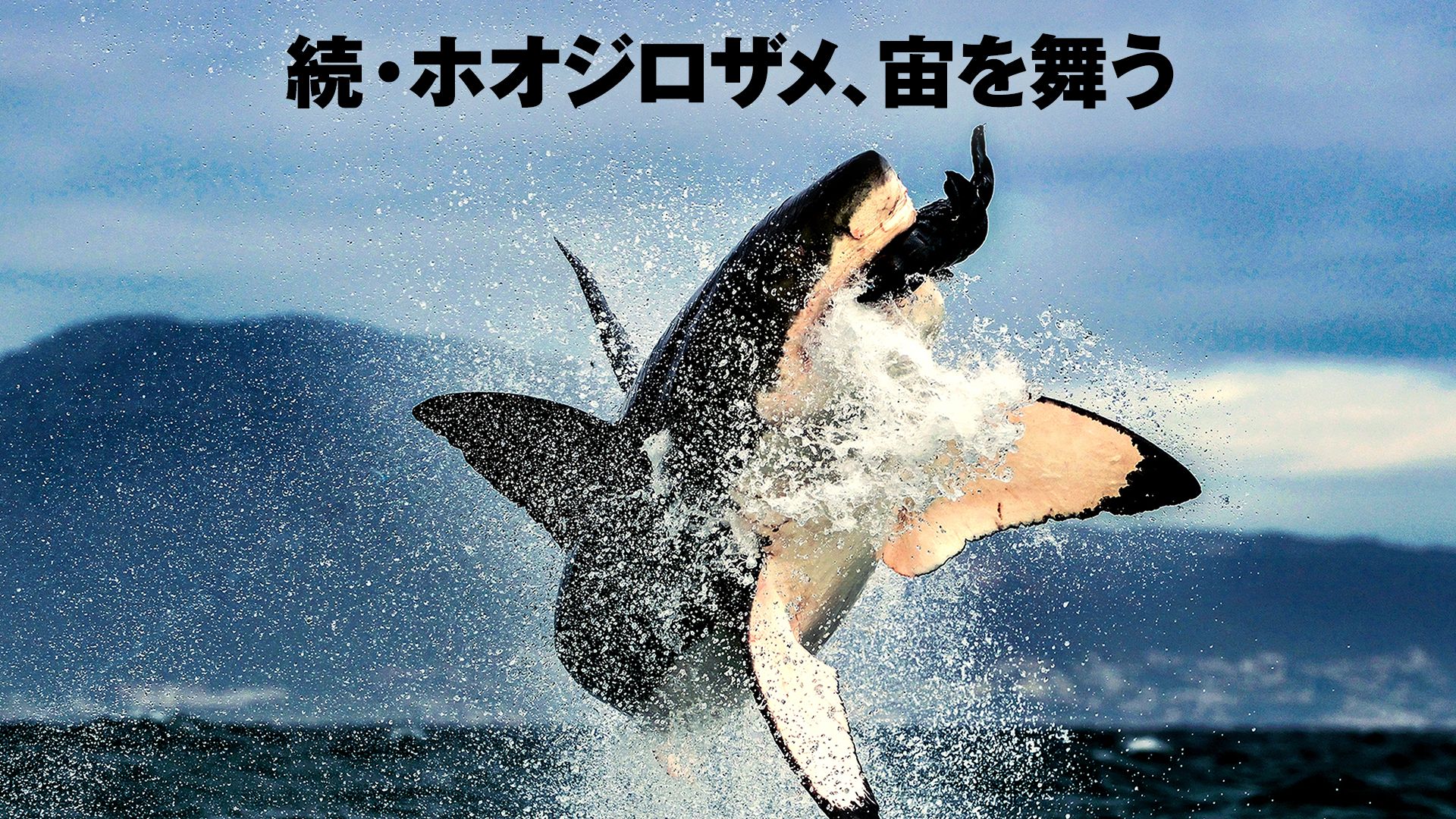 続･ホオジロザメ、宙を舞う