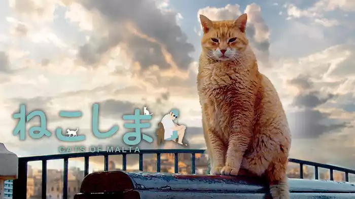 ねこしま