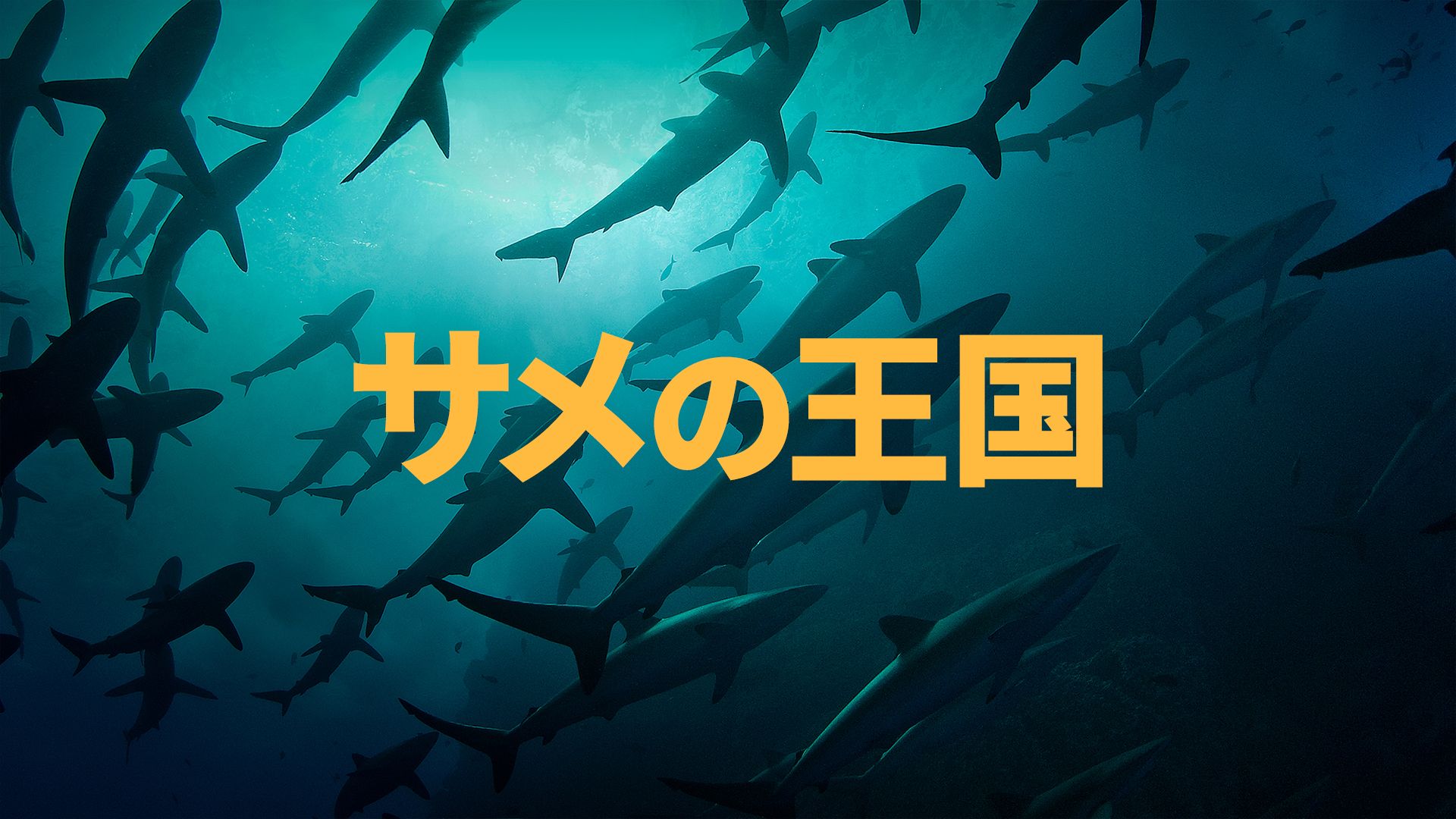 サメの王国
