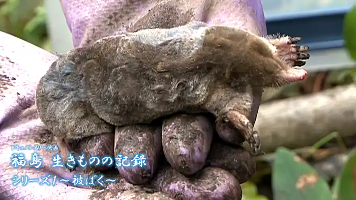福島 生きものの記録シリーズ１～被ばく～