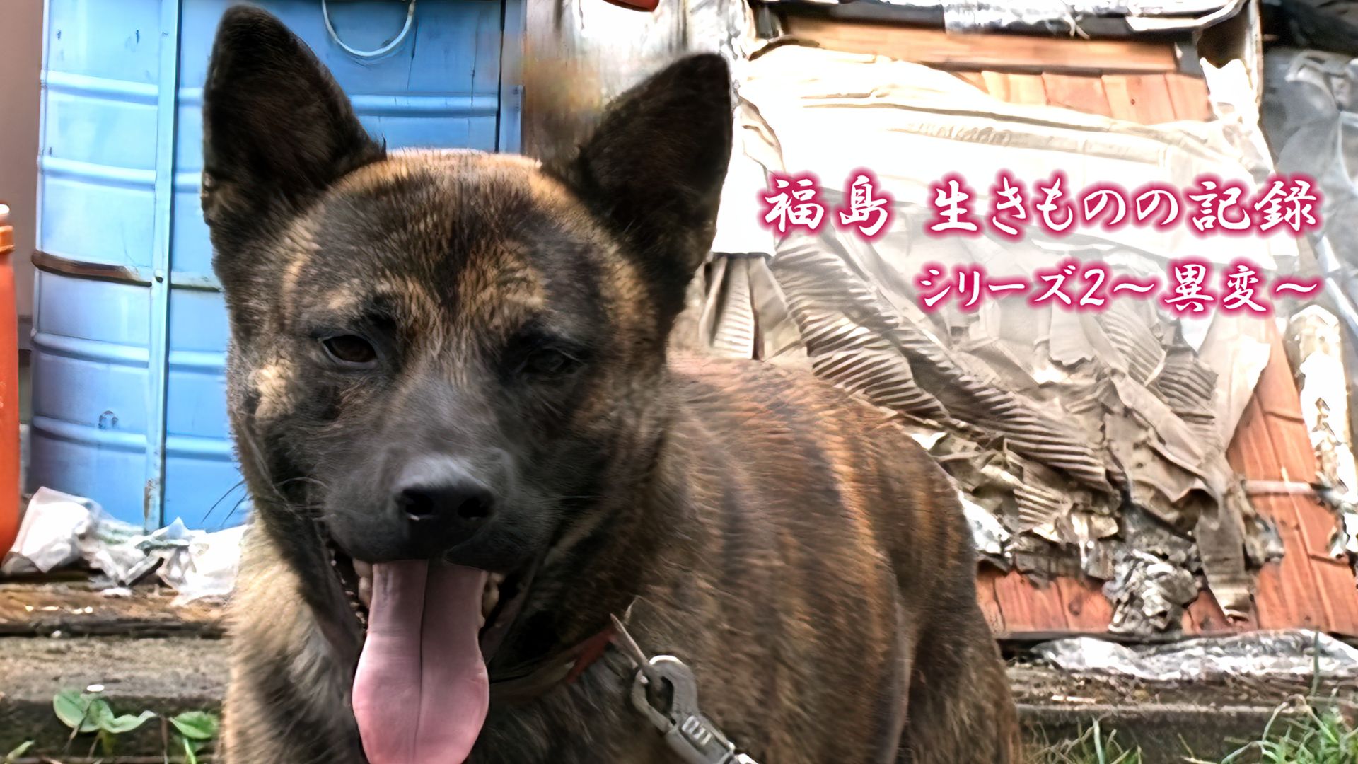 福島 生きものの記録シリーズ2~異変~