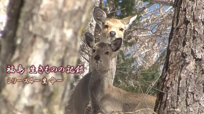 福島 生きものの記録シリーズ４～生命～