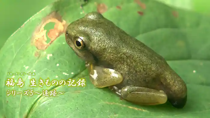 福島 生きものの記録シリーズ５～追跡～