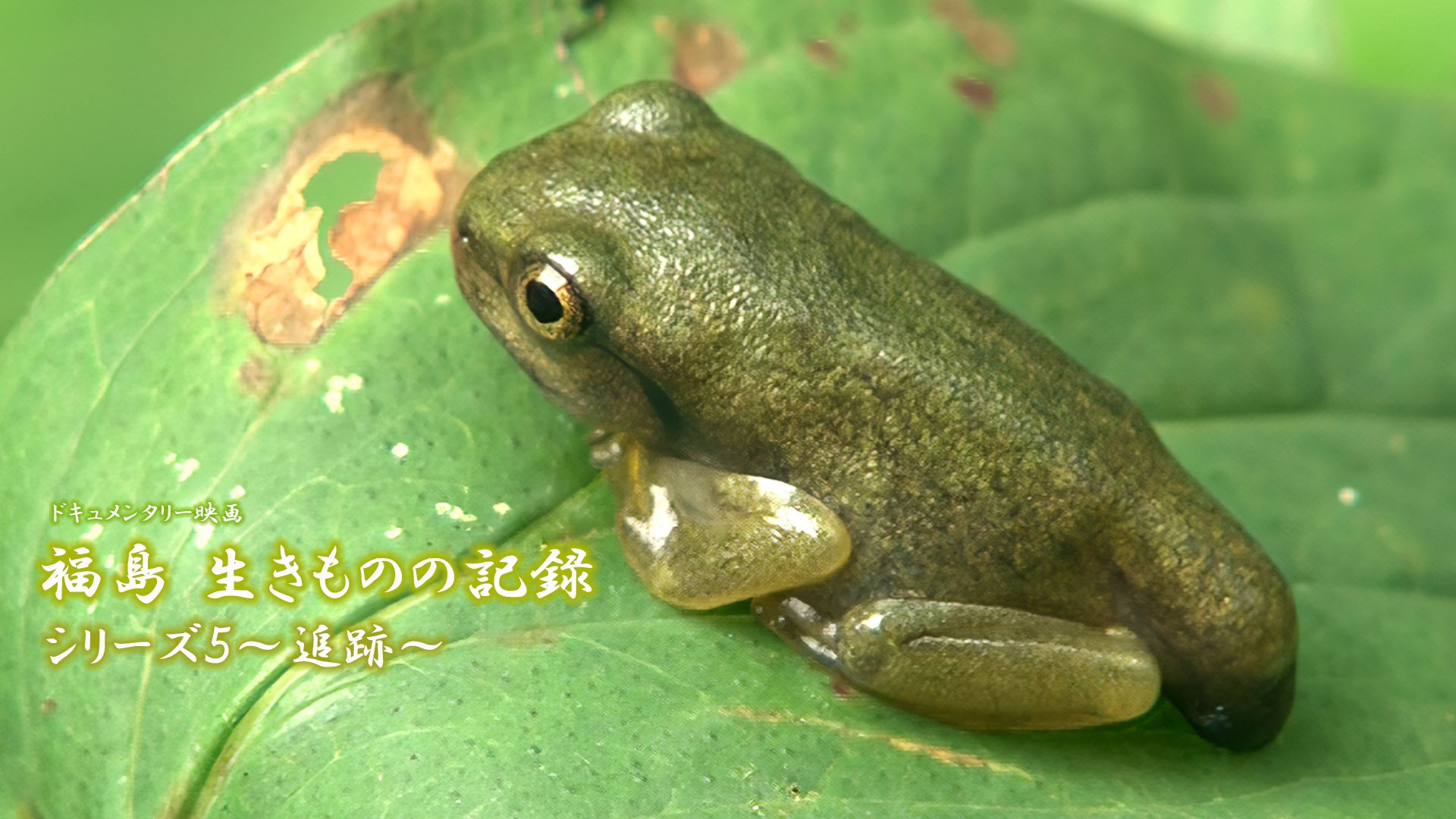 福島 生きものの記録シリーズ5~追跡~