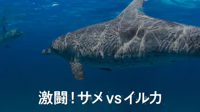 激闘！サメvsイルカ
