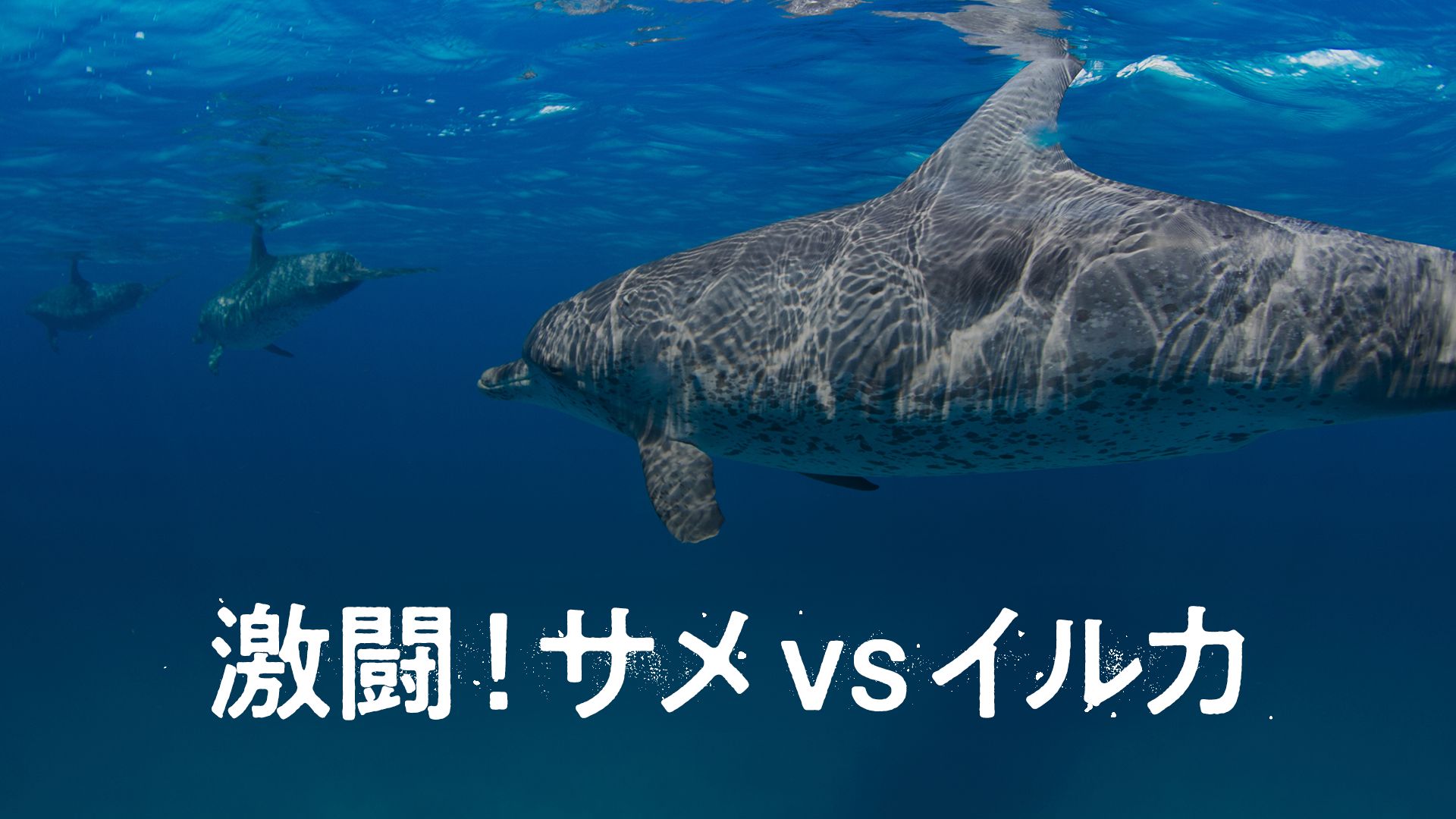 激闘!サメvsイルカ