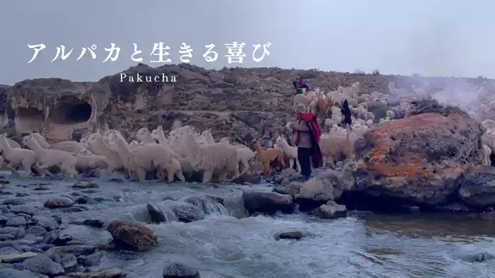 アルパカと生きる喜び