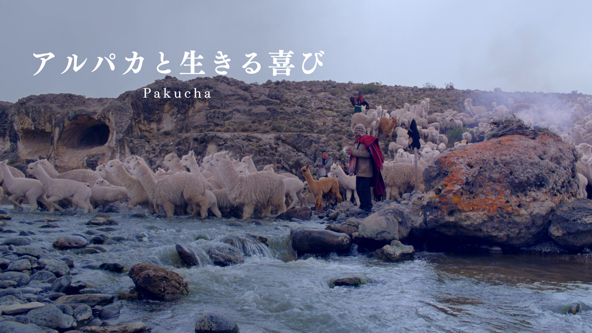 アルパカと生きる喜び - サムネイル