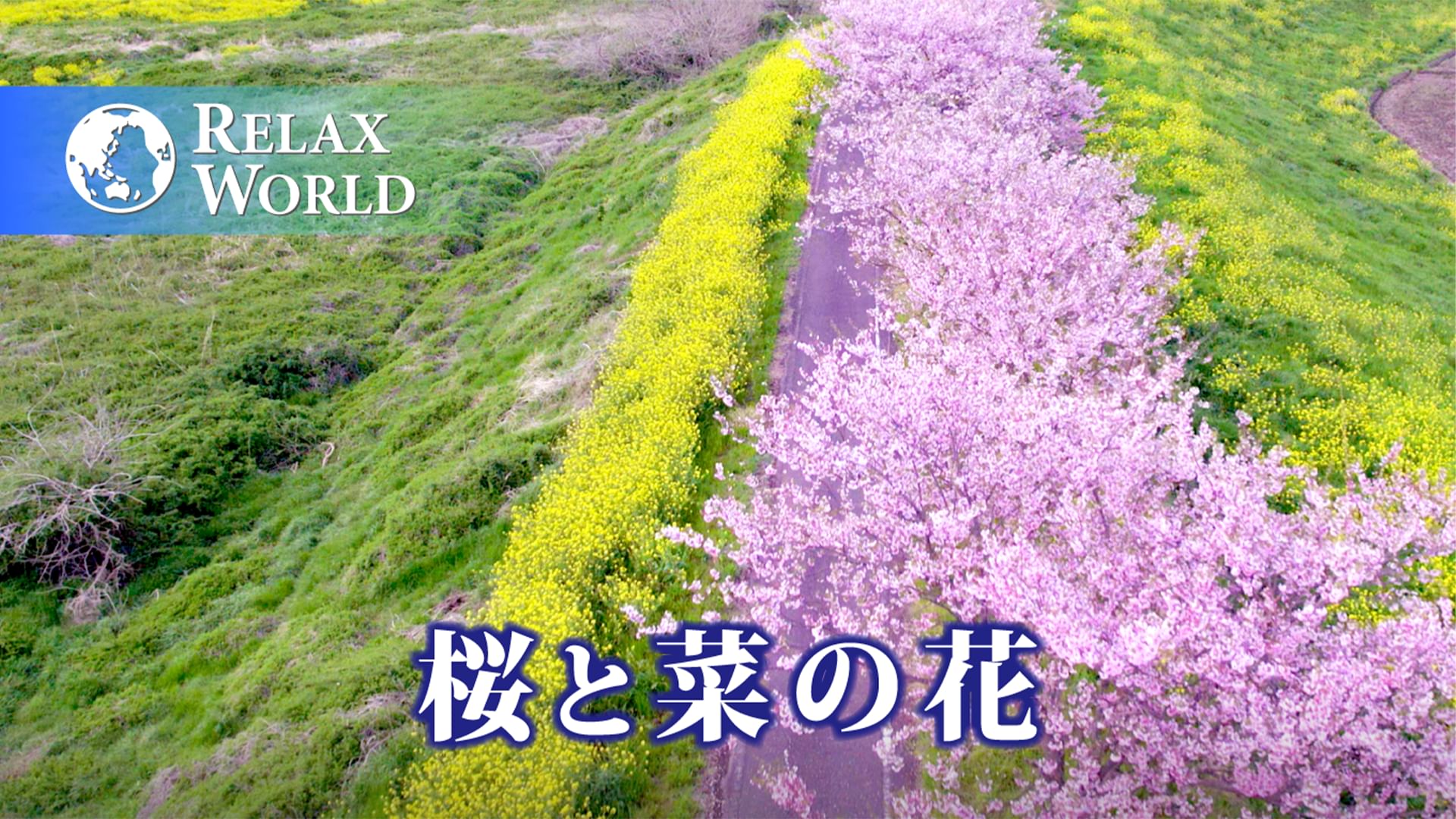 桜と菜の花【RELAX WORLD】