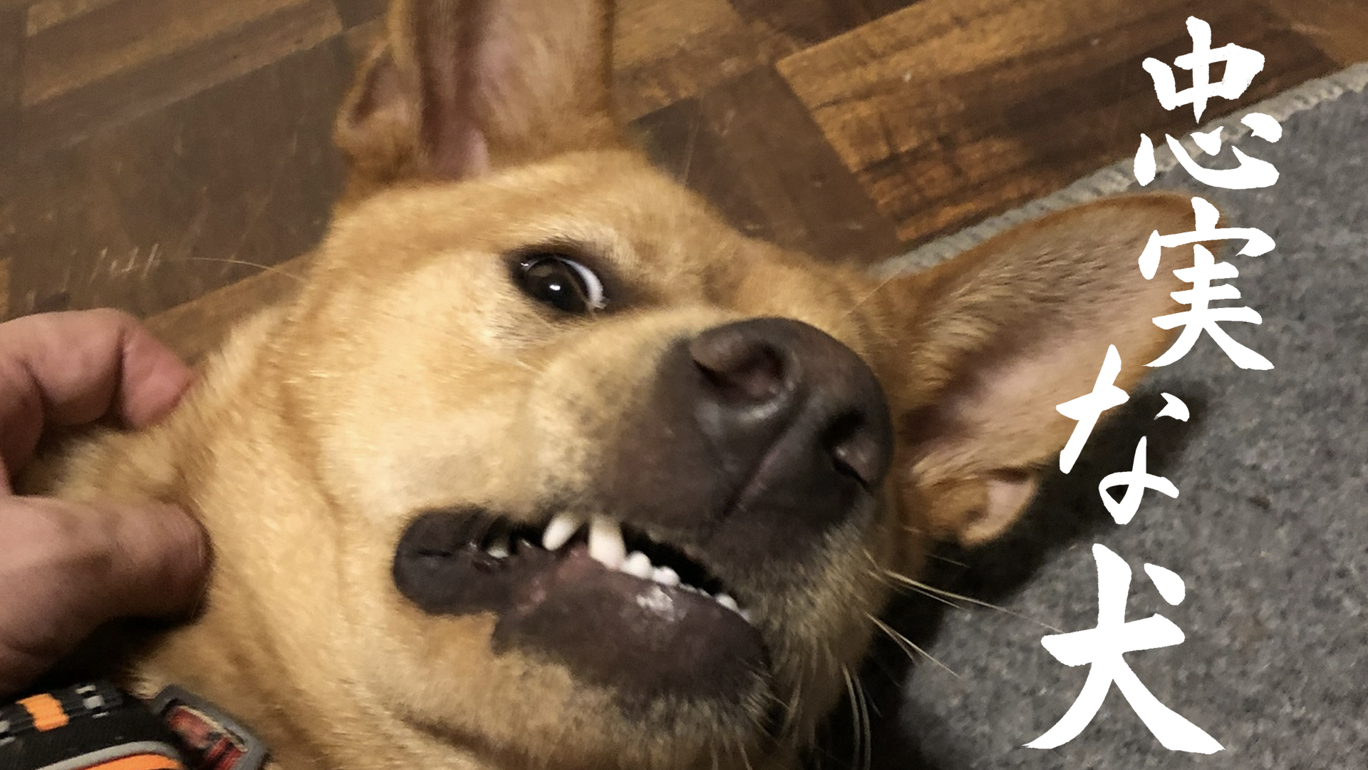 忠実な犬 - サムネイル