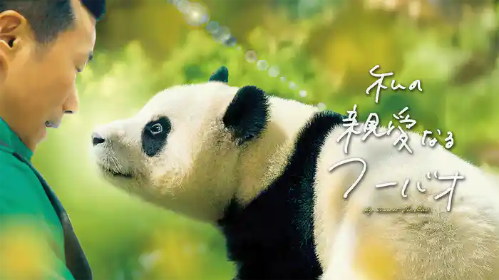 私の親愛なるフーバオ