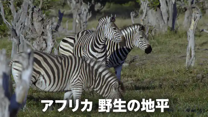 アフリカ 野生の地平