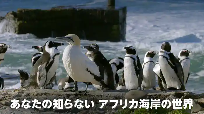 あなたの知らない アフリカ海岸の世界