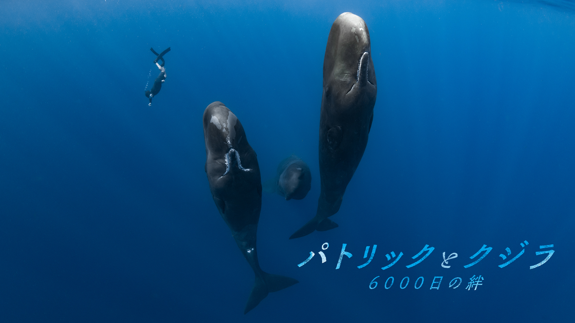 パトリックとクジラ　6000日の絆 - サムネイル