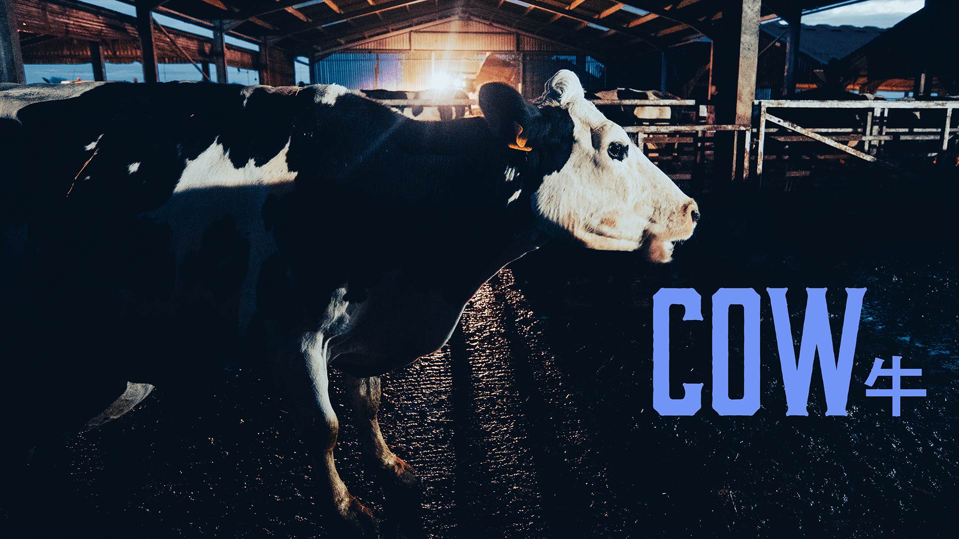 COW/牛 - サムネイル