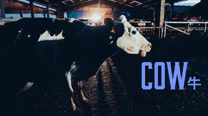 COW/牛