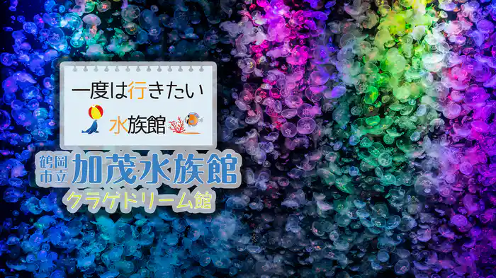 一度は行きたい水族館 鶴岡市立加茂水族館 クラゲドリーム館