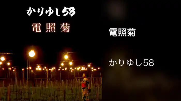 電照菊